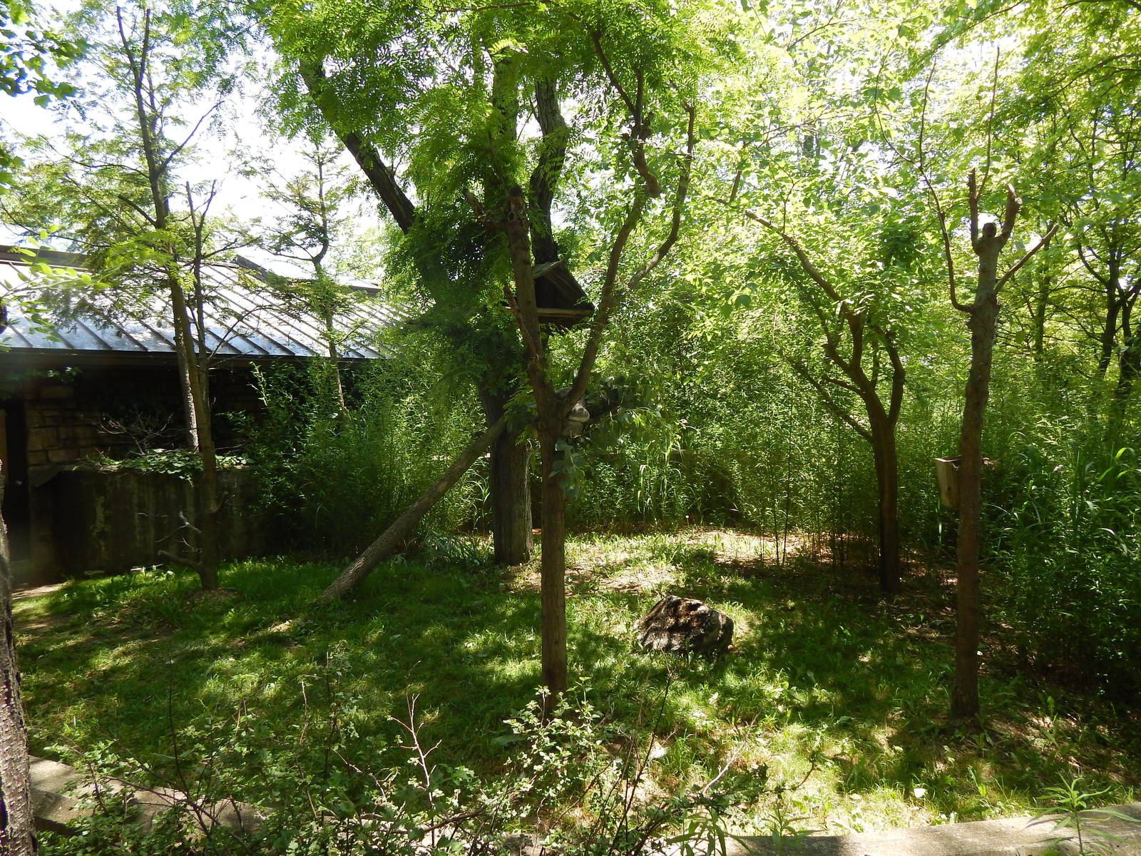 Australia and the Islands - Outdoor Koala Exhibit