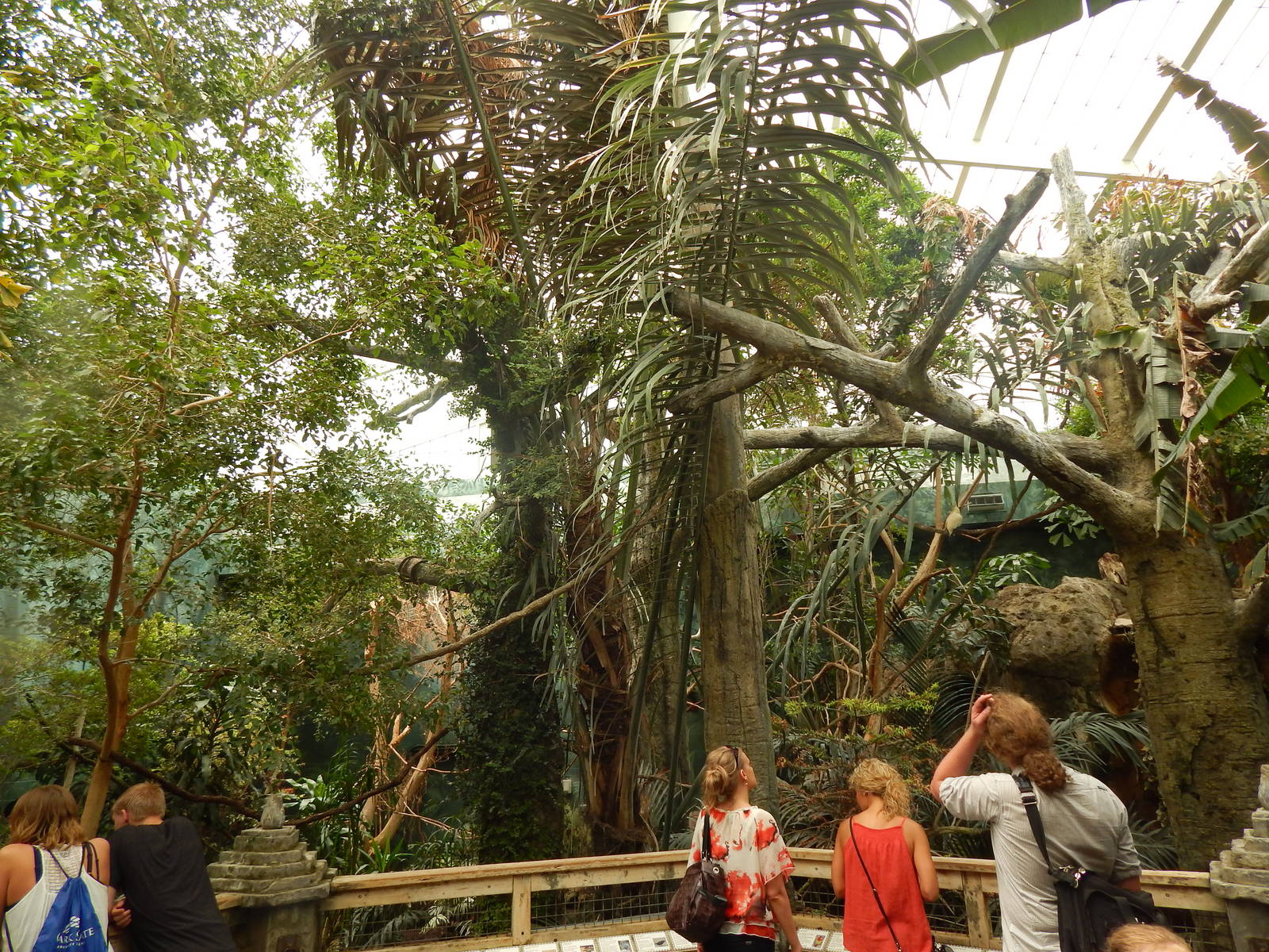 Australia and the Islands - Roadhouse Aviary (23 Species)