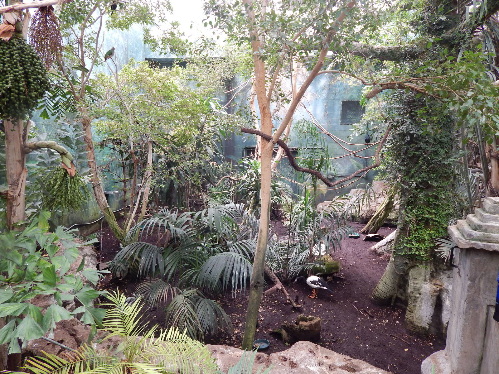 Australia and the Islands - Roadhouse Aviary (23 Species)
