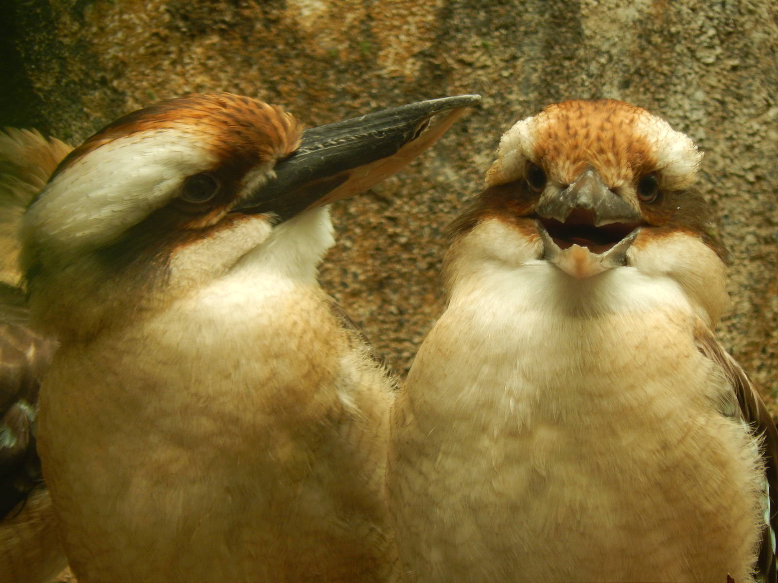 Australia and the Islands - Roadhouse Aviary - Laughing Kookaburras