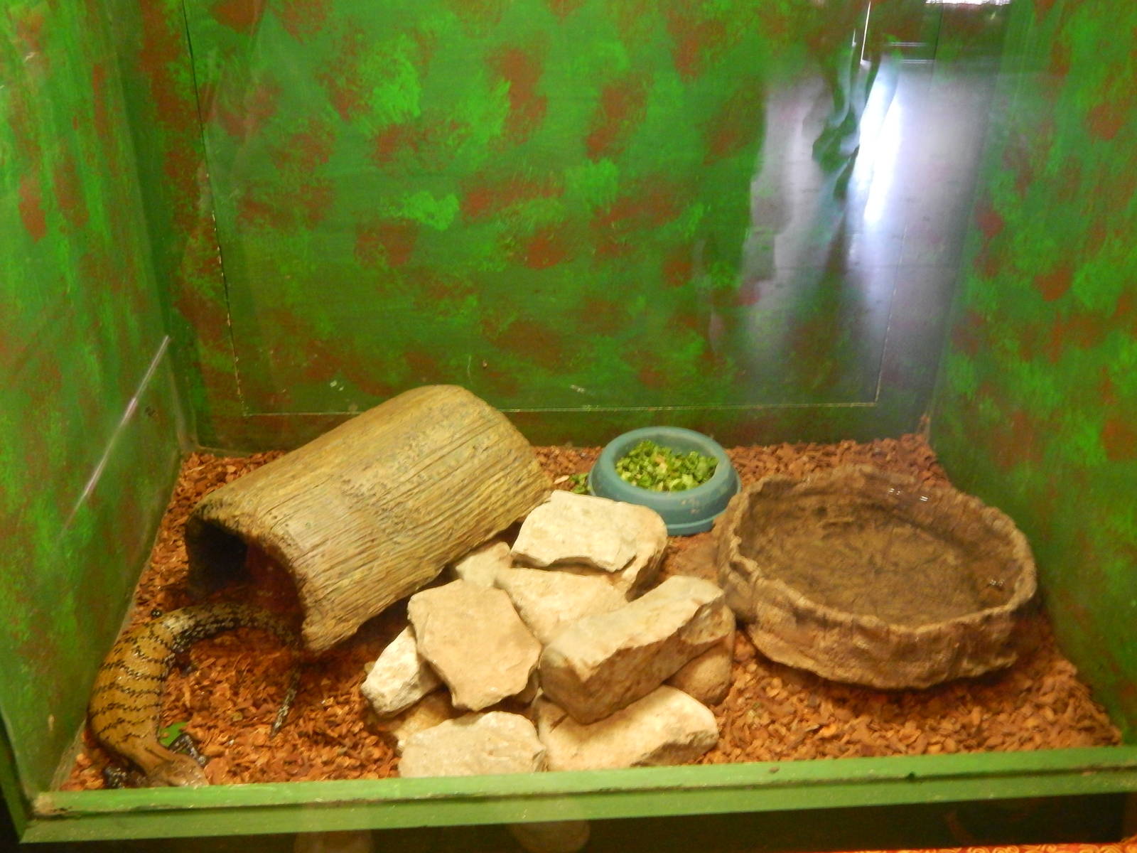 Australia and the Islands - Roadhouse - Blue-tounged Skink Exhibit