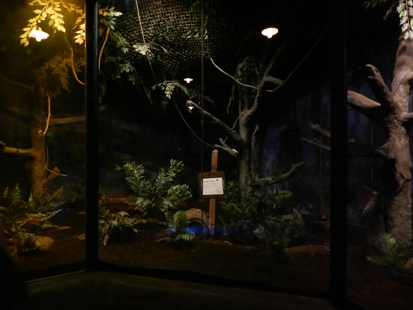 Australia and the Islands - Roadhouse - Brown Kiwi Exhibit