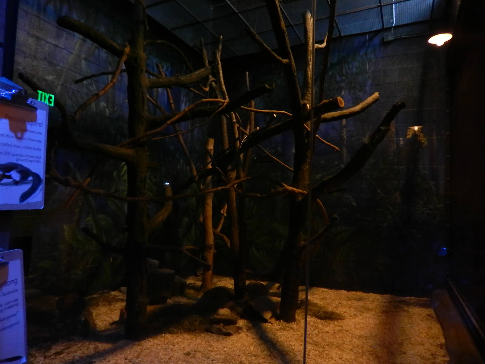 Australia and the Islands - Roadhouse - Brush-tailed Buttong + Prevost's Sq