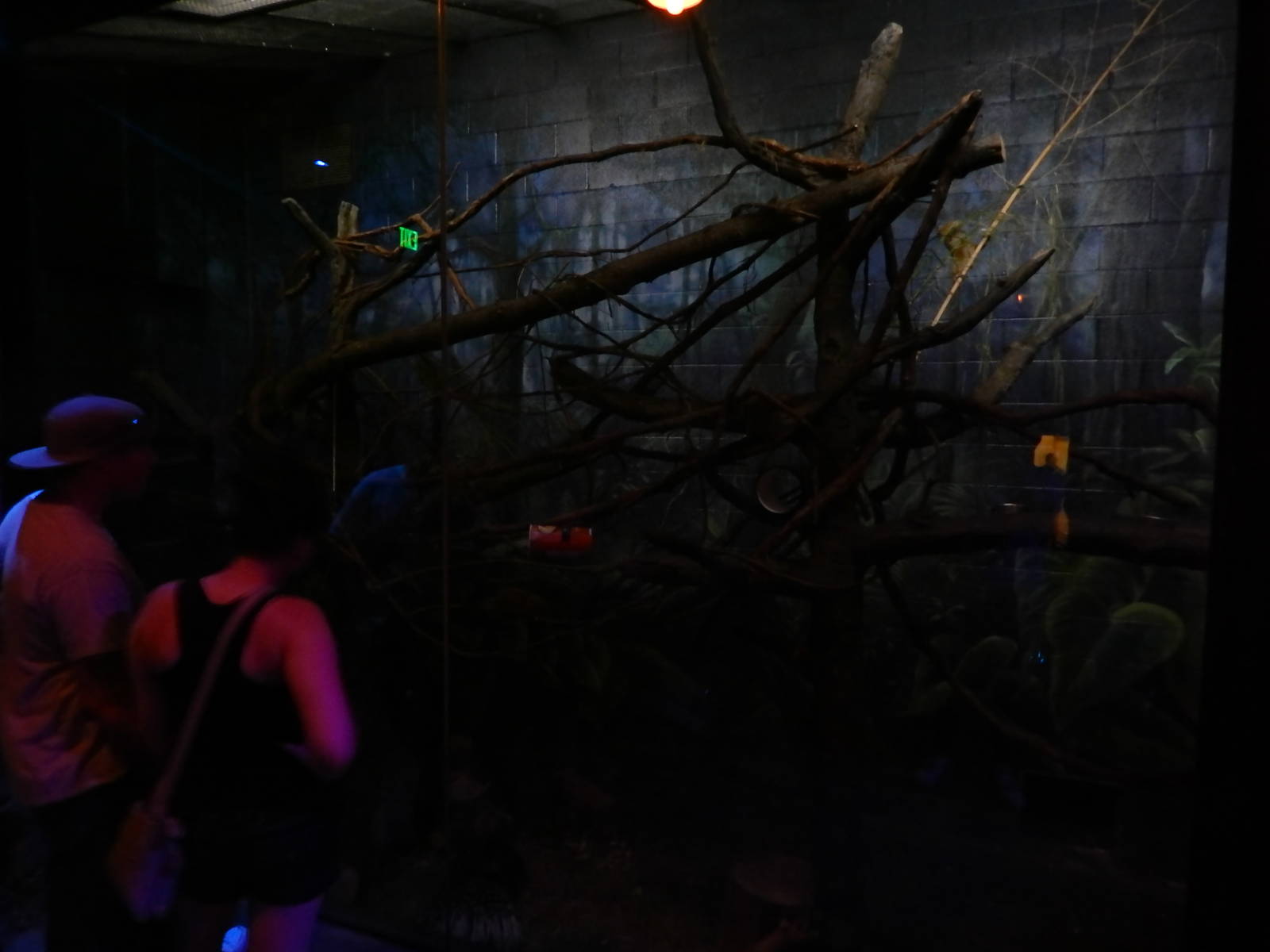 Australia and the Islands - Roadhouse - Indian Crested Porcupine + Pygmy Sl