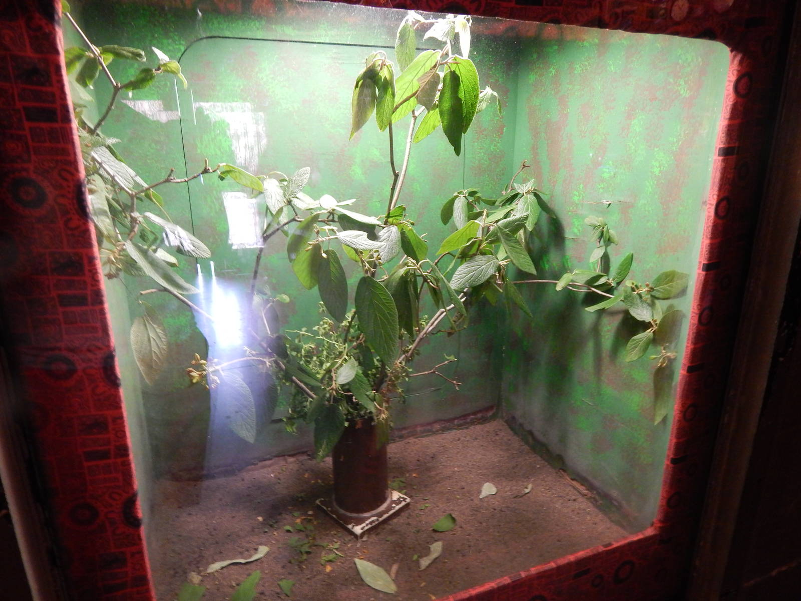 Australia and the Islands - Roadhouse - Jungle Nymph Exhibit