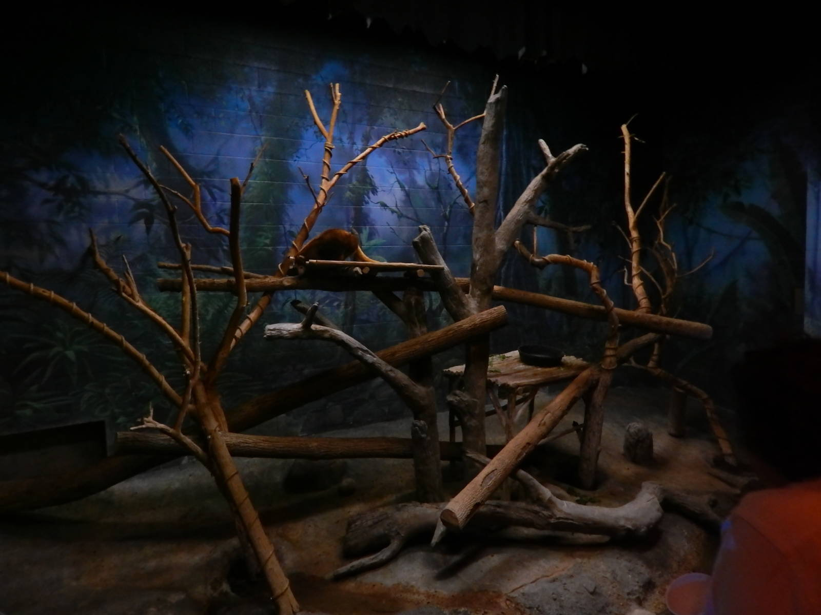 Australia and the Islands - Roadhouse - Matschie's Tree Kangaroo Exhibit