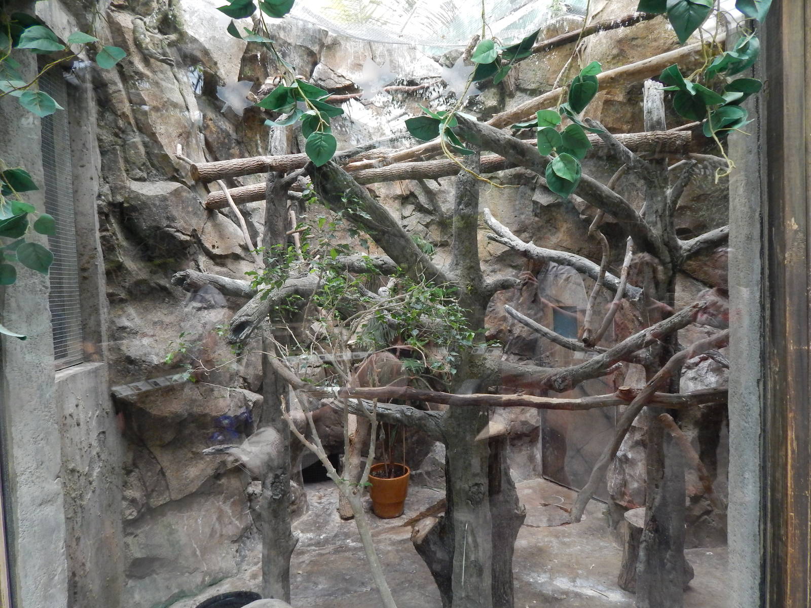 Australia and the Islands - Roahouse Aviary - Laughing Kookaburra Exhibit