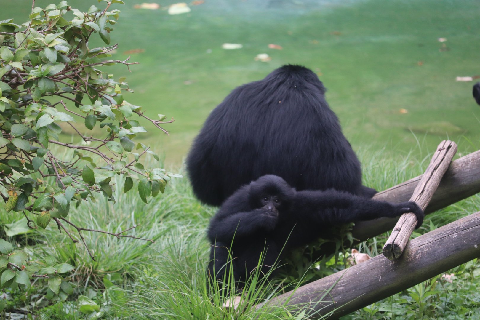 Australia and The Islands - Siamang