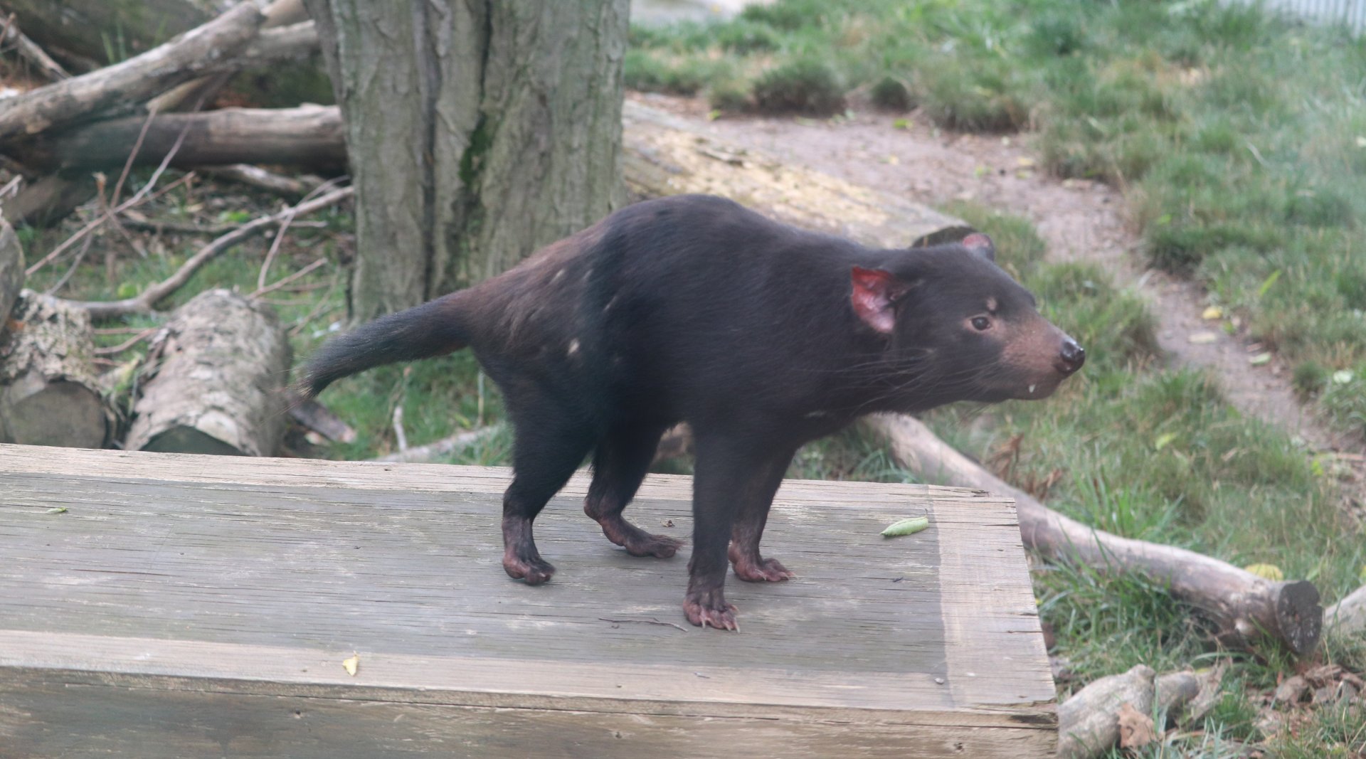 Australia and The Islands - Tasmanian Devil