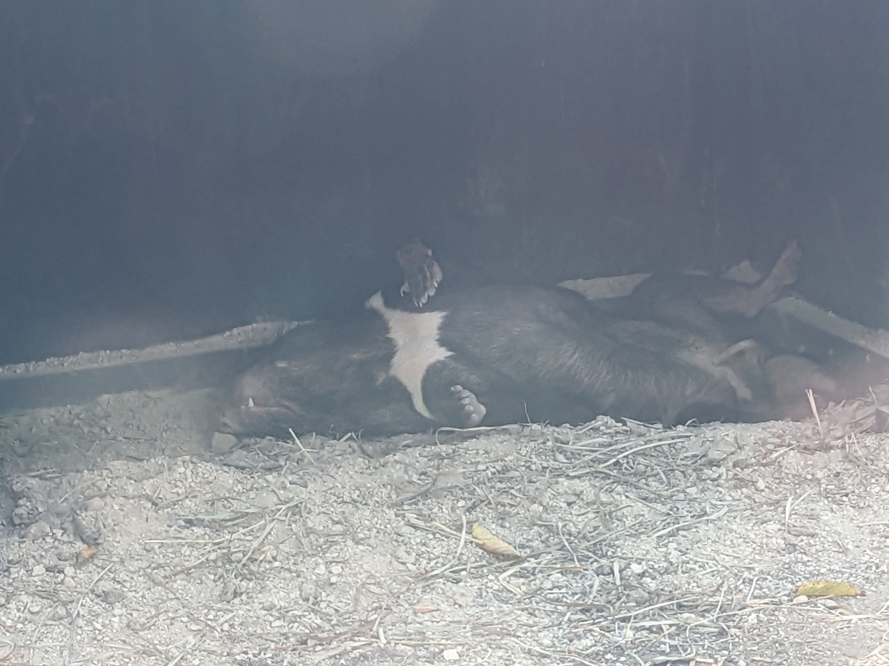 Australia and the Islands - Tasmanian devil