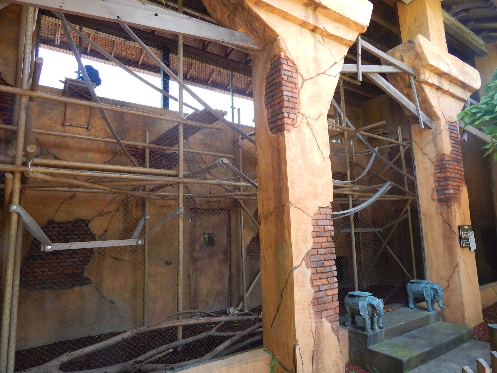 Australia and the Islands - White-handed Gibbon + Siamang Rotational Indoor