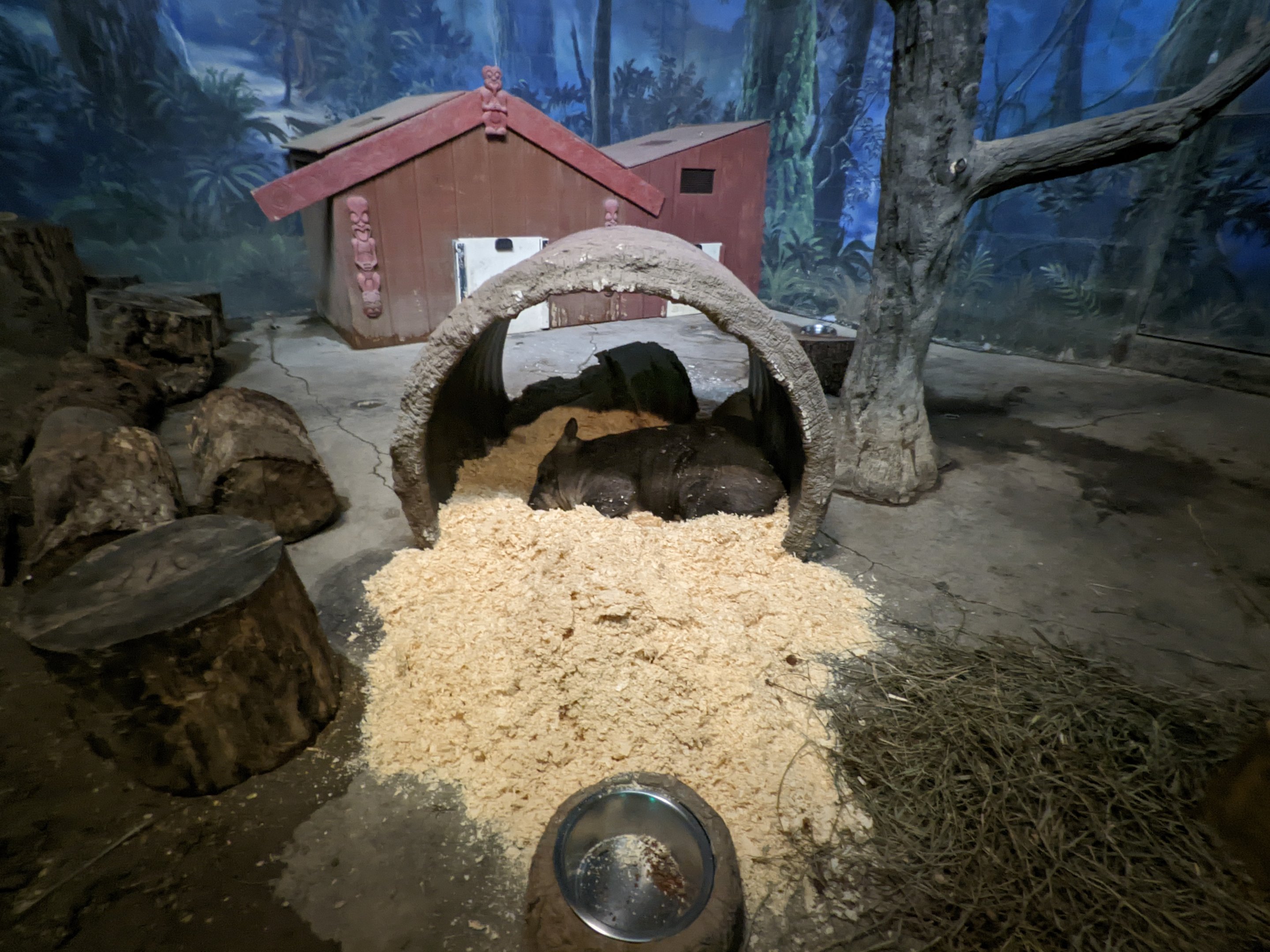 Australia and the Islands - wombat