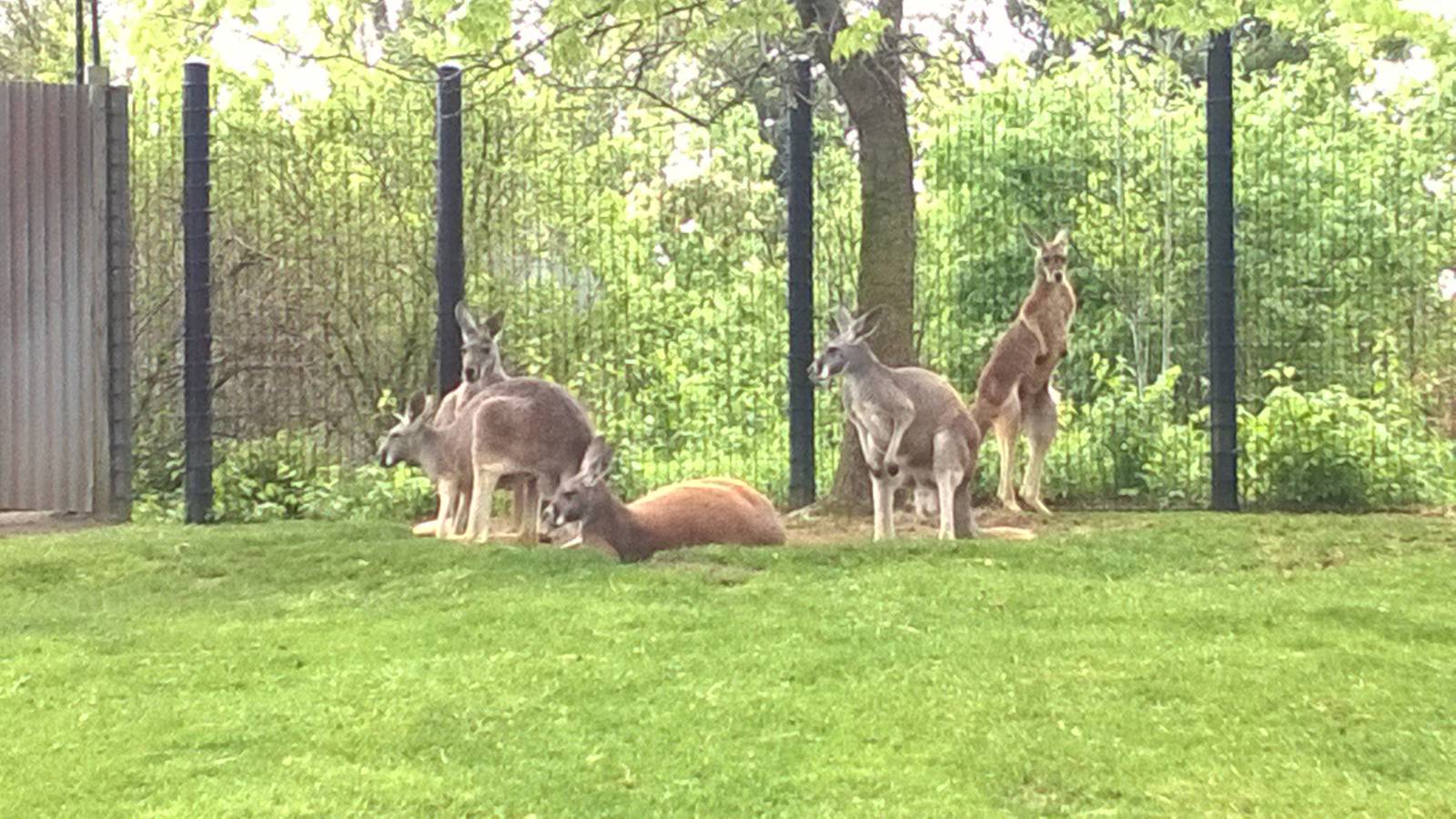 Australia and the Islands