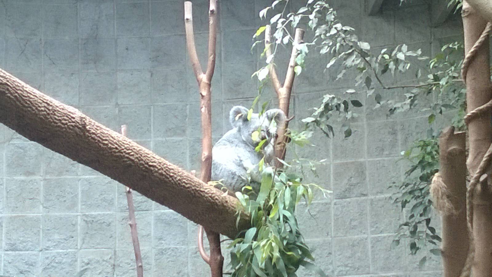 Australia and the Islands