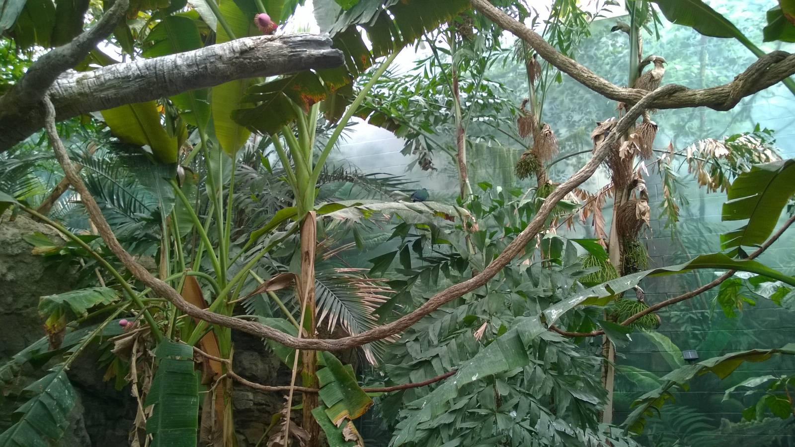 Australia and the Islands