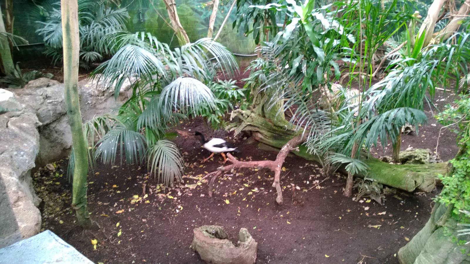 Australia and the Islands