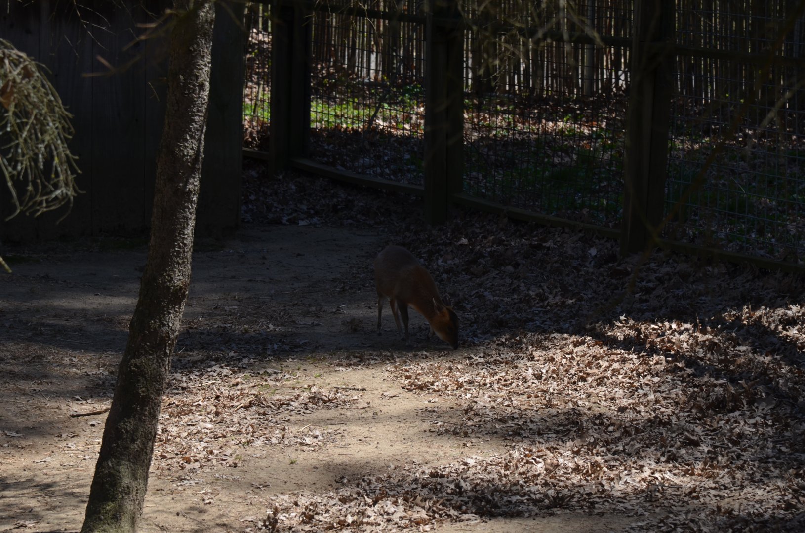 Australia Area - Muntjac