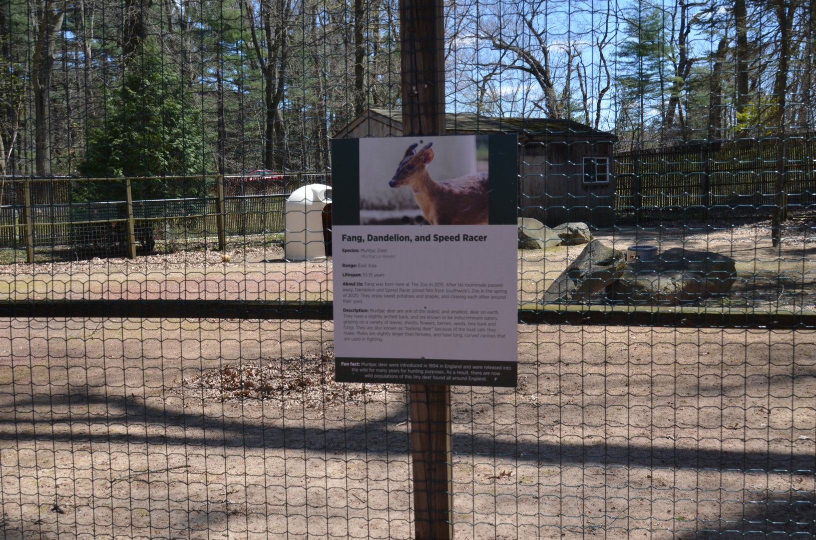 Australia Area - Muntjac