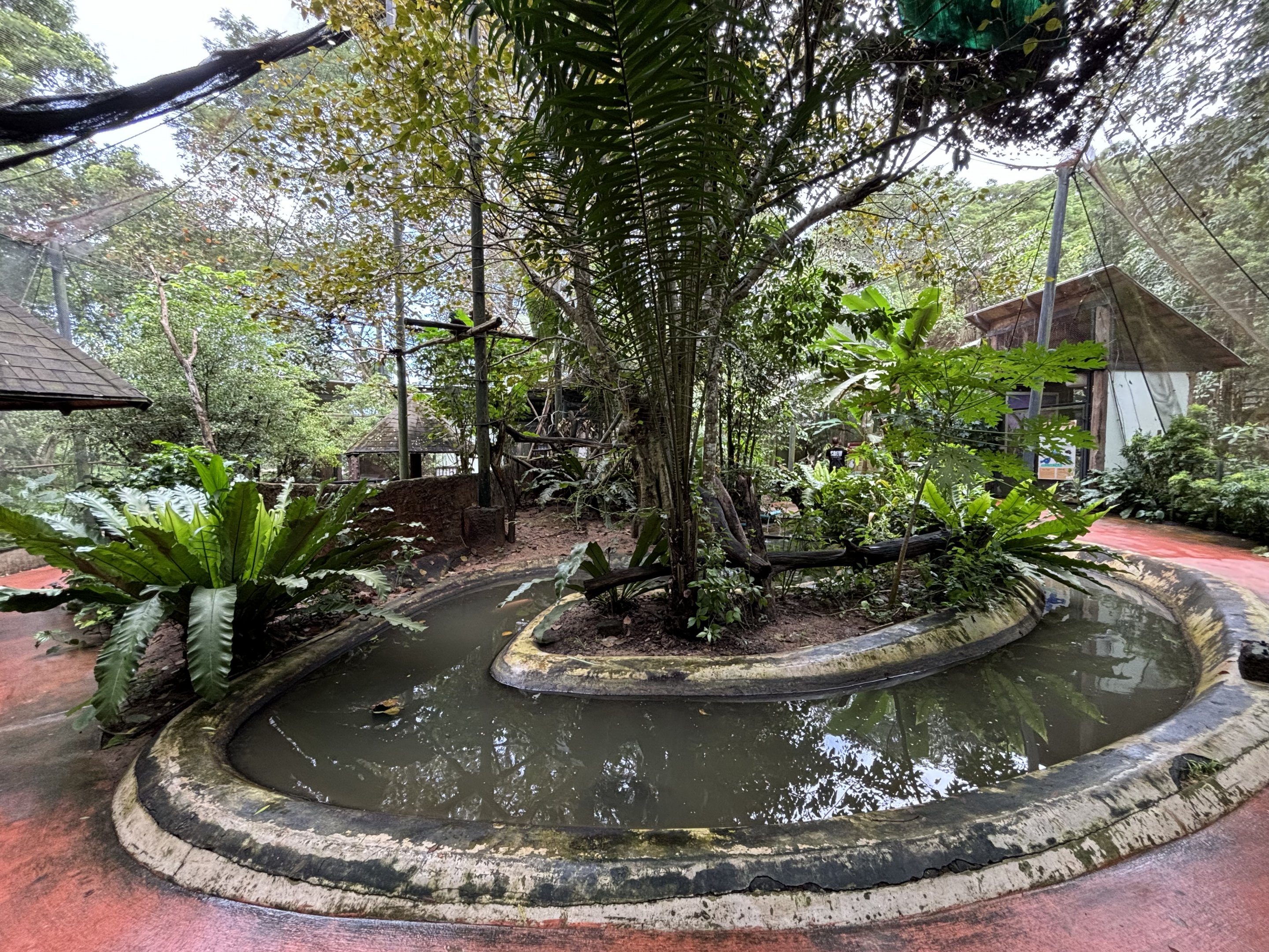 Australia Area - Pig-nosed Turtle Pool