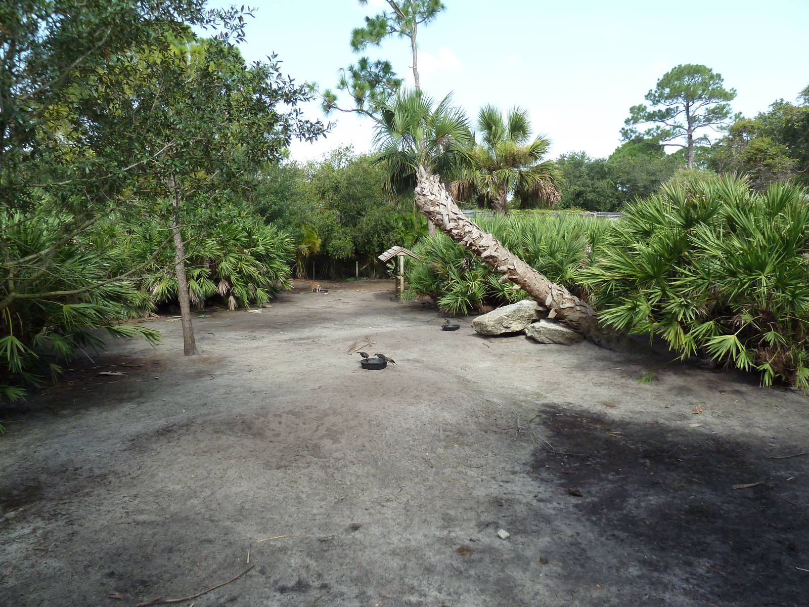 Australia/Asia - Mixed-Species Exhibit (5 Species)