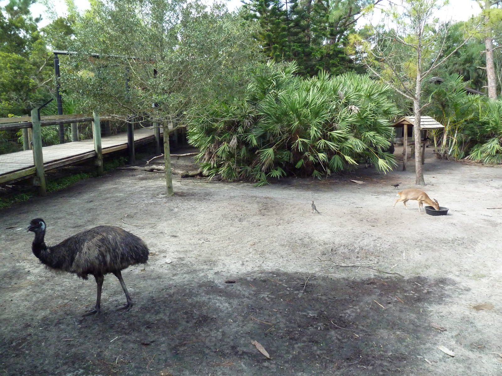 Australia/Asia - Mixed-Species Exhibit (5 Species)