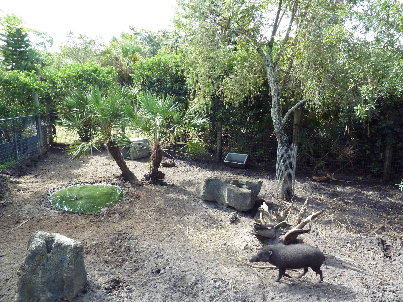 Australia/Asia - Visayan Warty Pig Exhibit