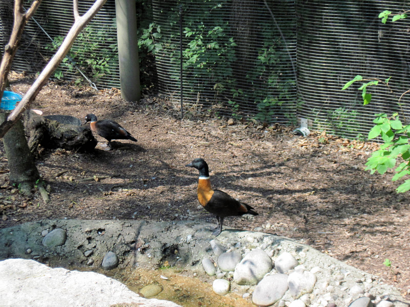 Australia-Australian Shelduck