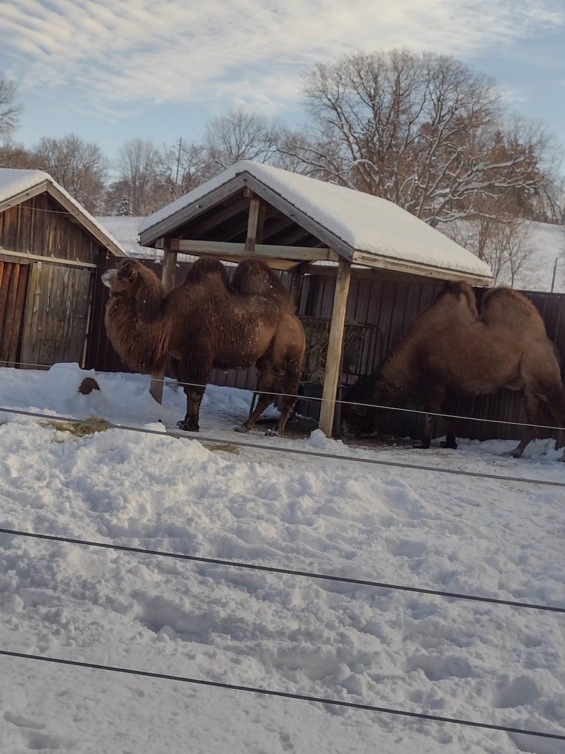 Australia- Bactrian Camels