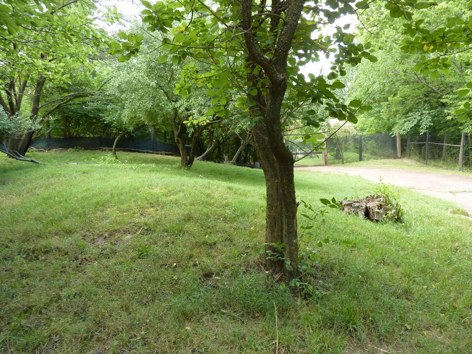 Australia - Bennett's + Parma Wallaby Exhibit