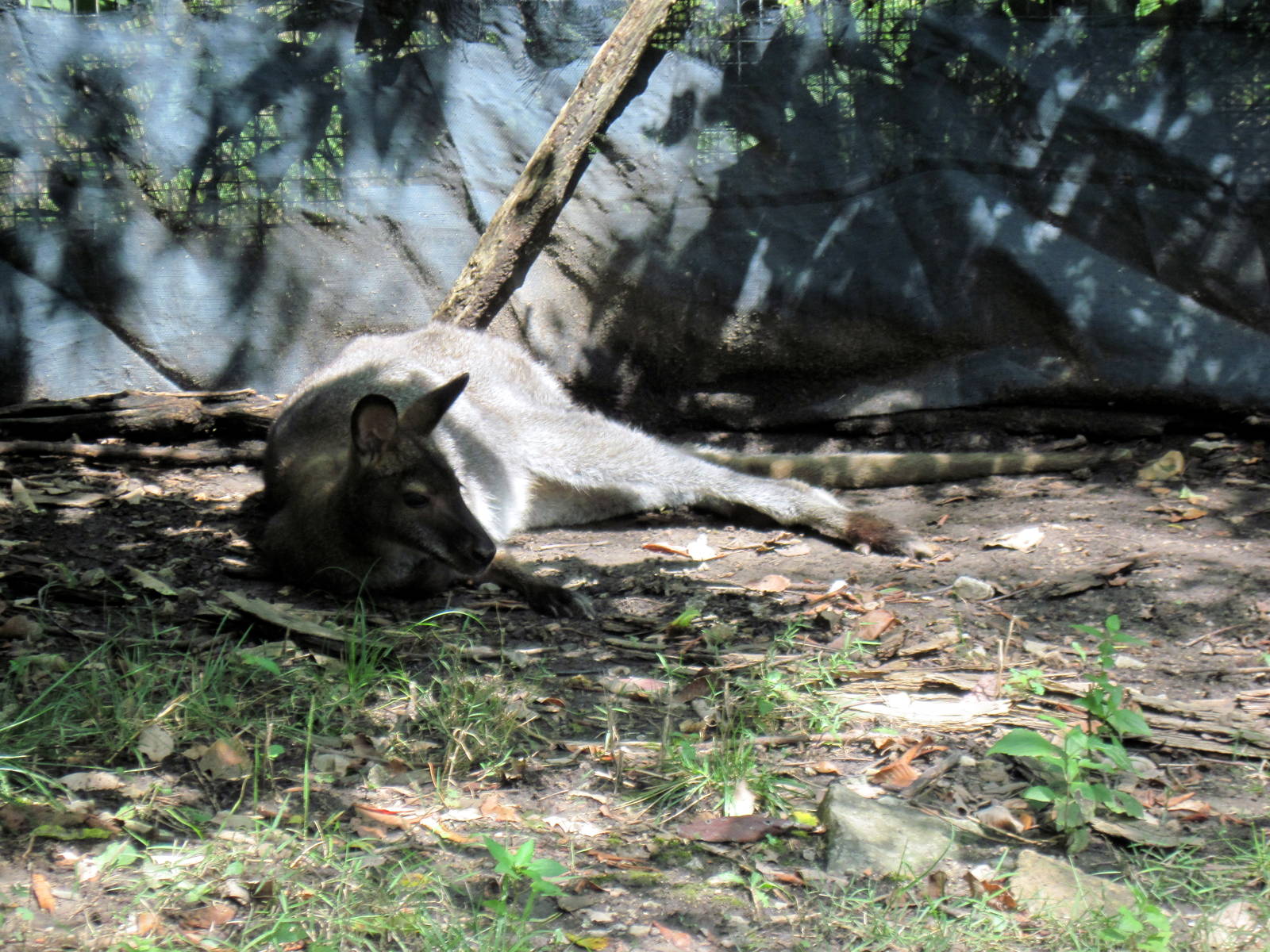 Australia-Bennett's Wallaby