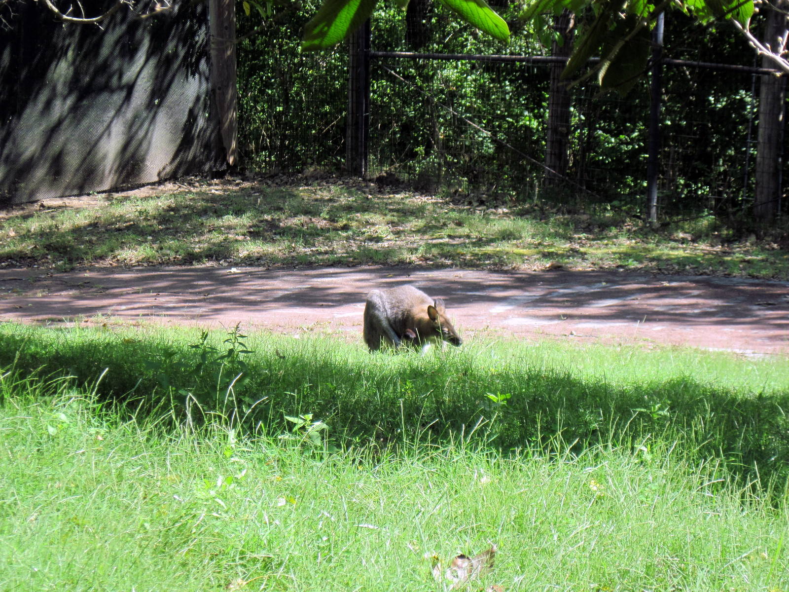 Australia-Bennett's Wallaby