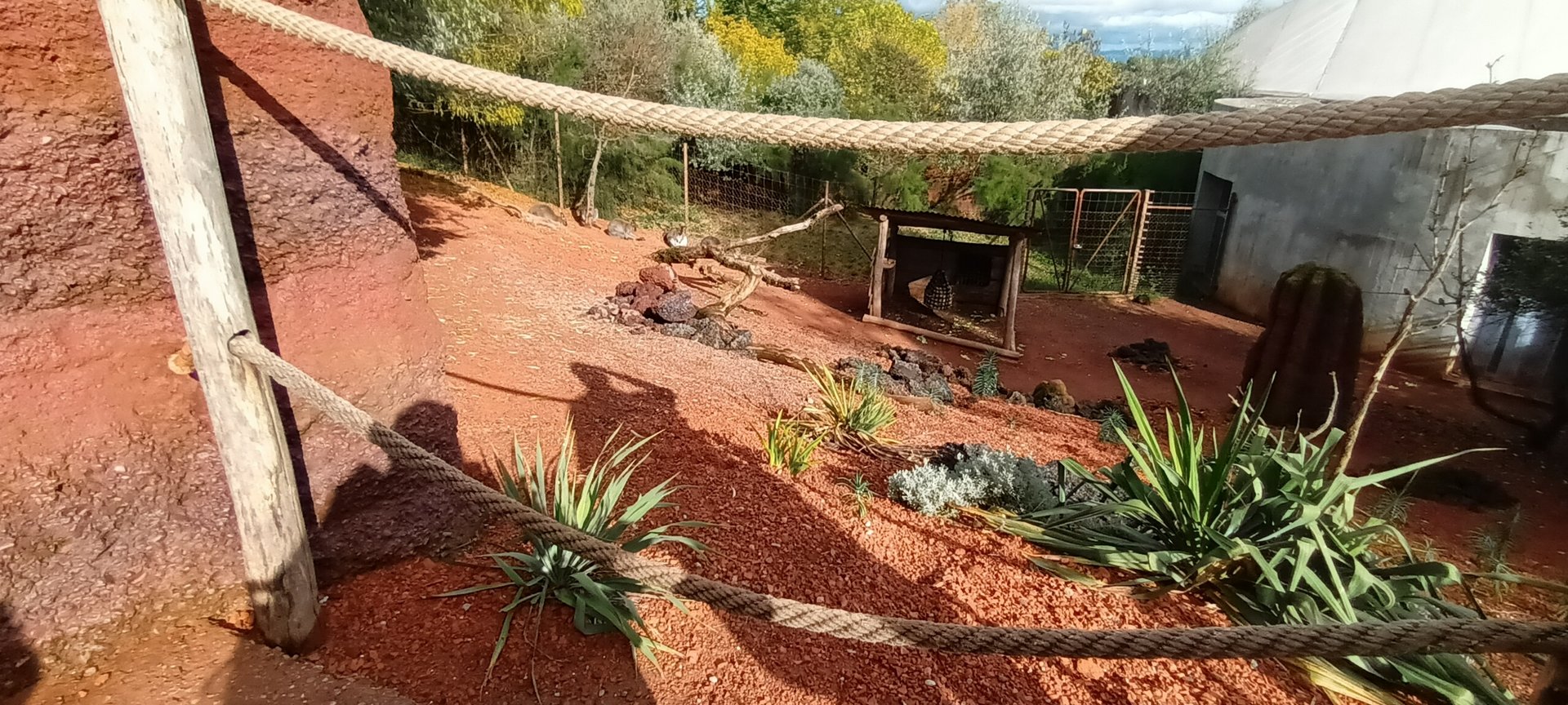 Australia Bennetts Wallabys