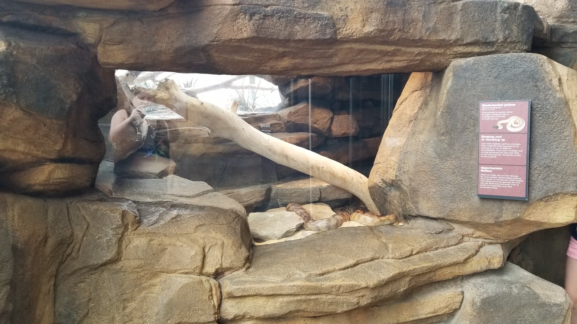 Australia: Black-headed Python