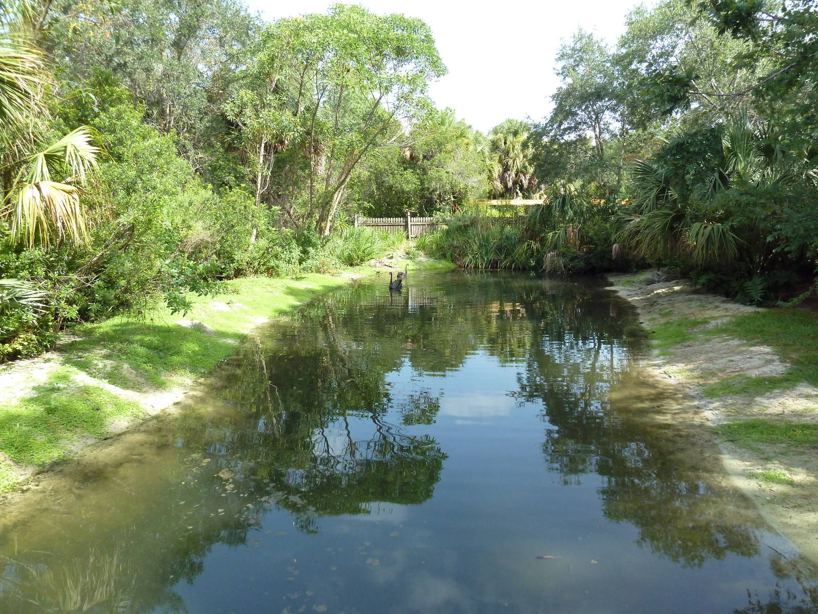 Australia - Black Swan Exhibit