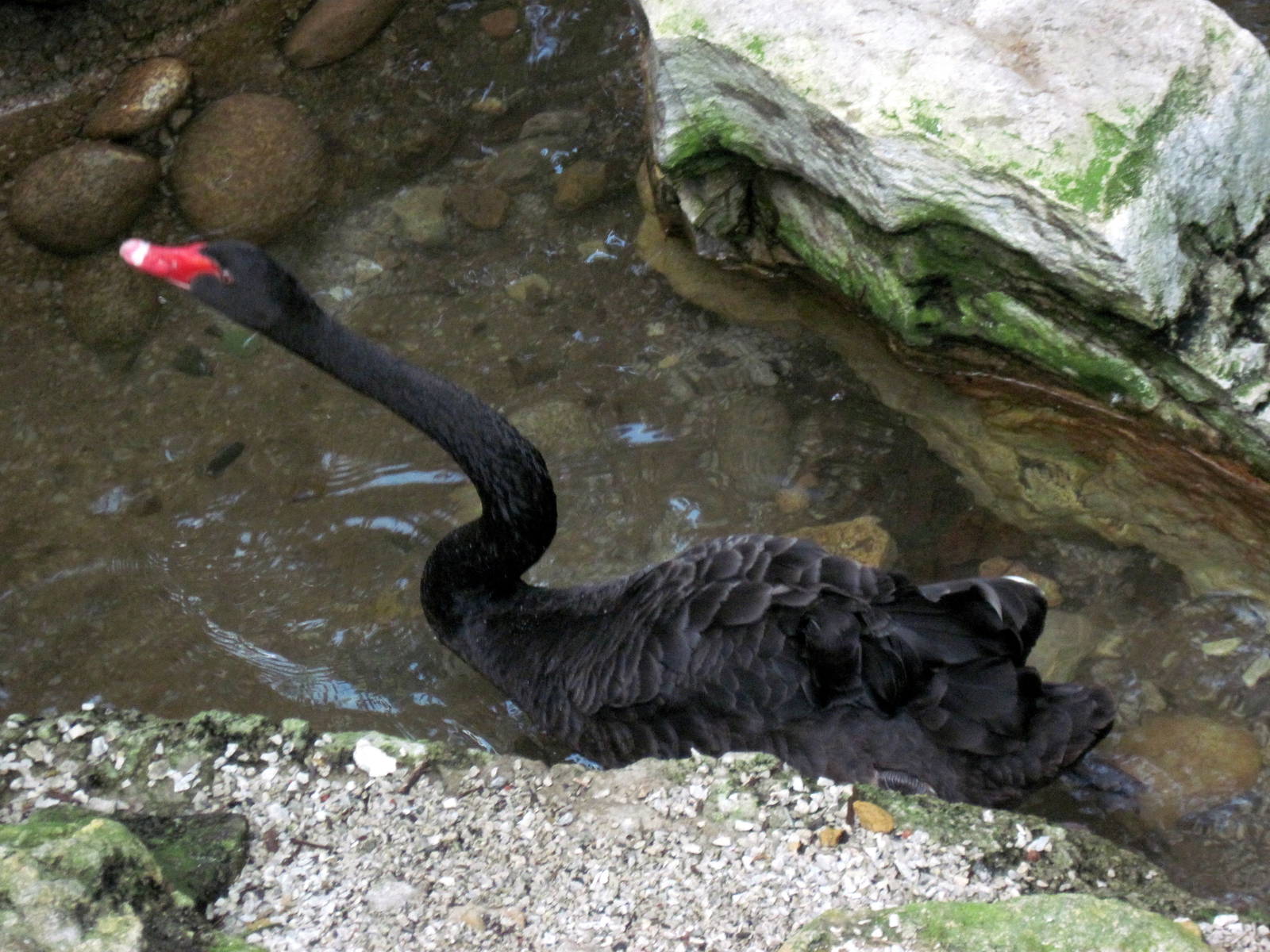 Australia-Black Swan