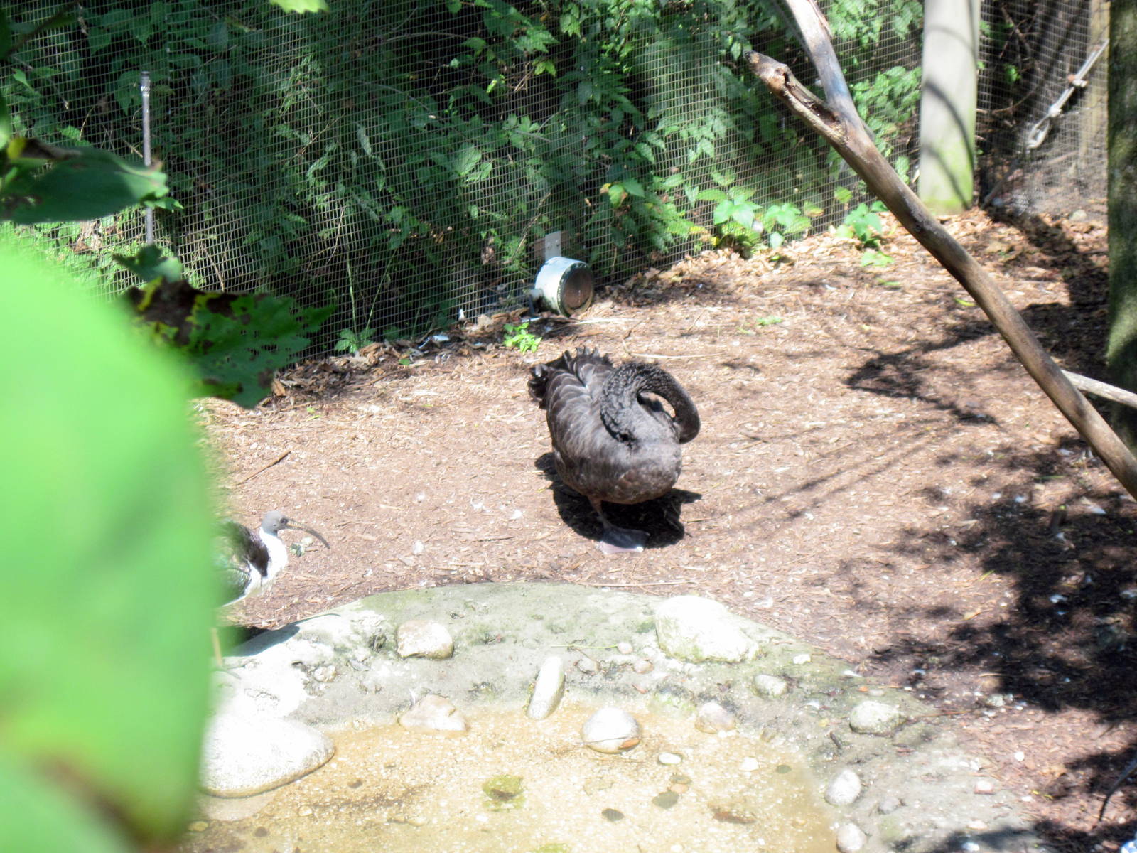 Australia-Black Swan