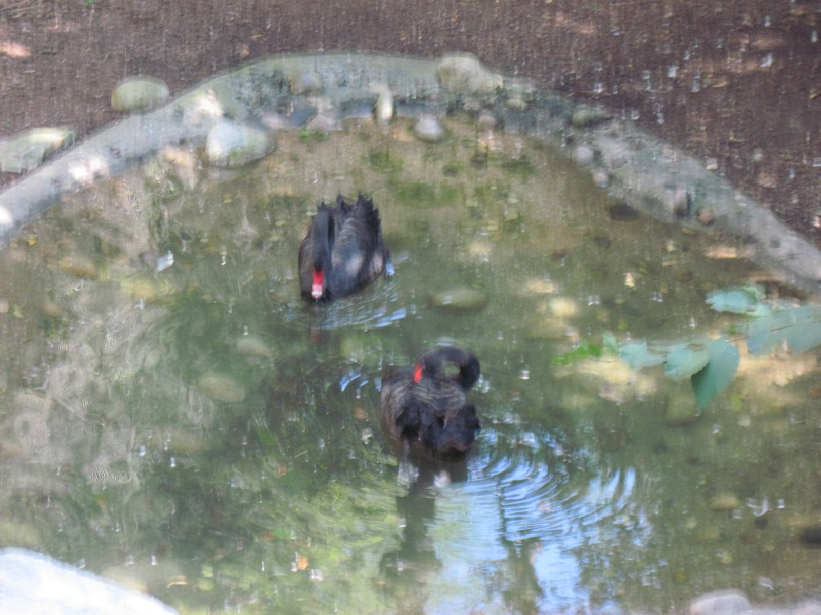 Australia-Black Swans