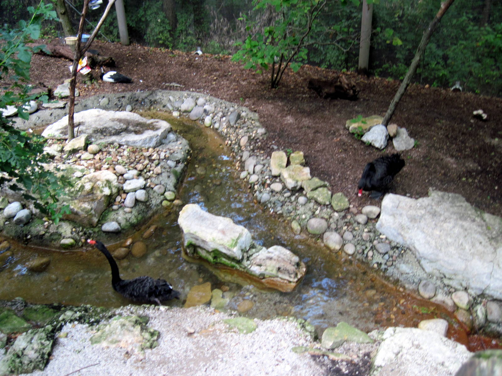Australia-Black Swans