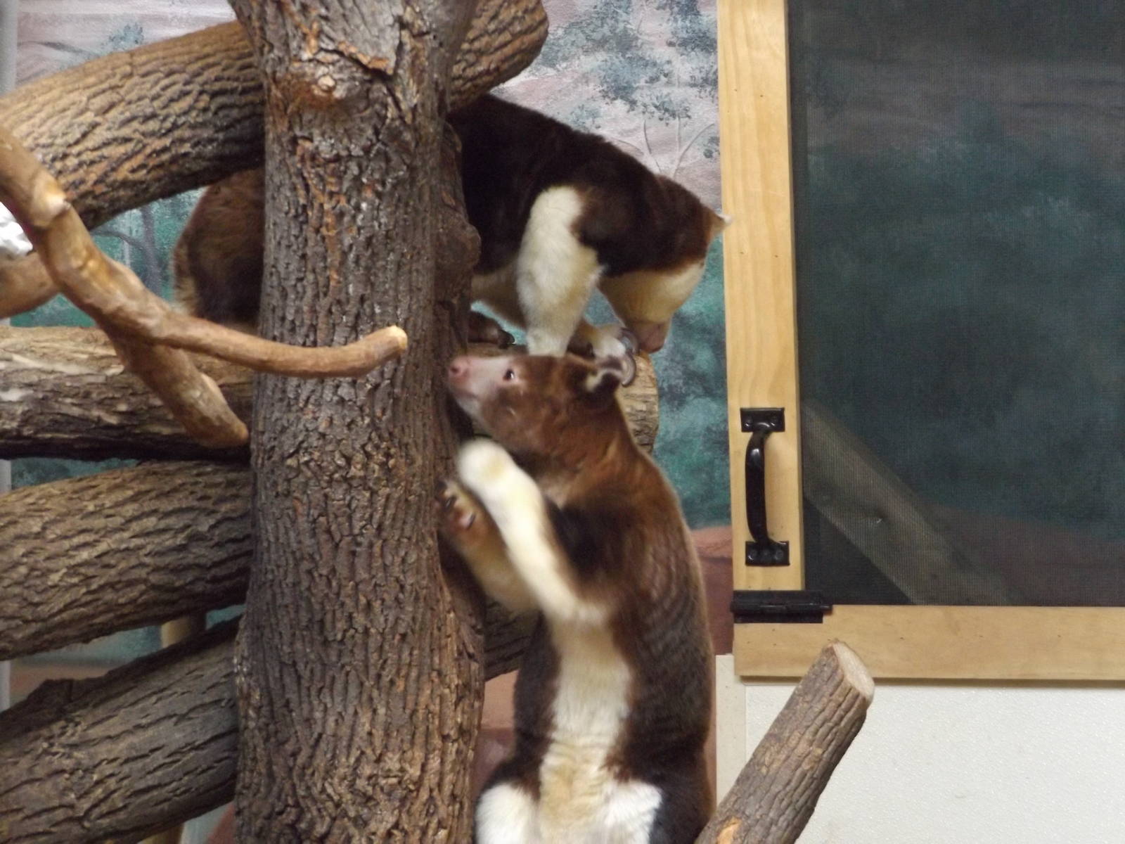 Australia Building- Both Tree Kangaroos