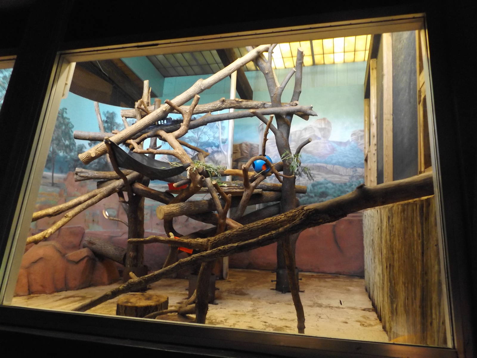 Australia Building- Matschie's Tree Kangaroo exhibit (female side)