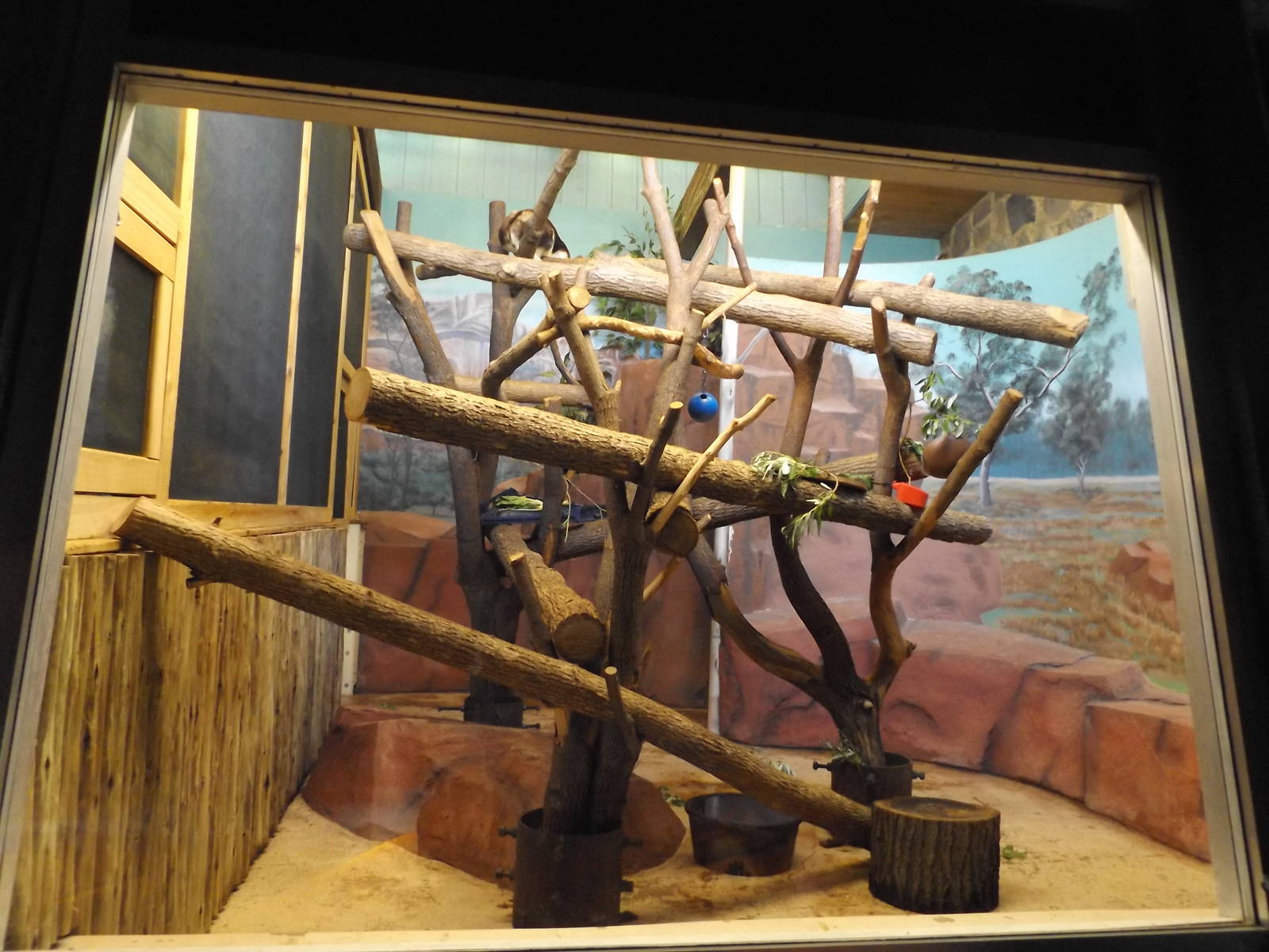 Australia Building- Matschie's Tree Kangaroo exhibit (male side)