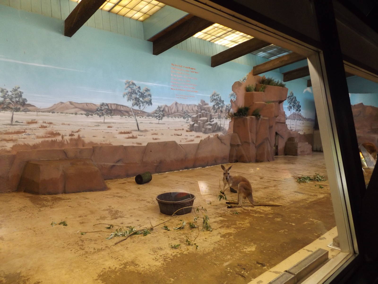Australia Building- Red Kangaroo Indoor Exhibit