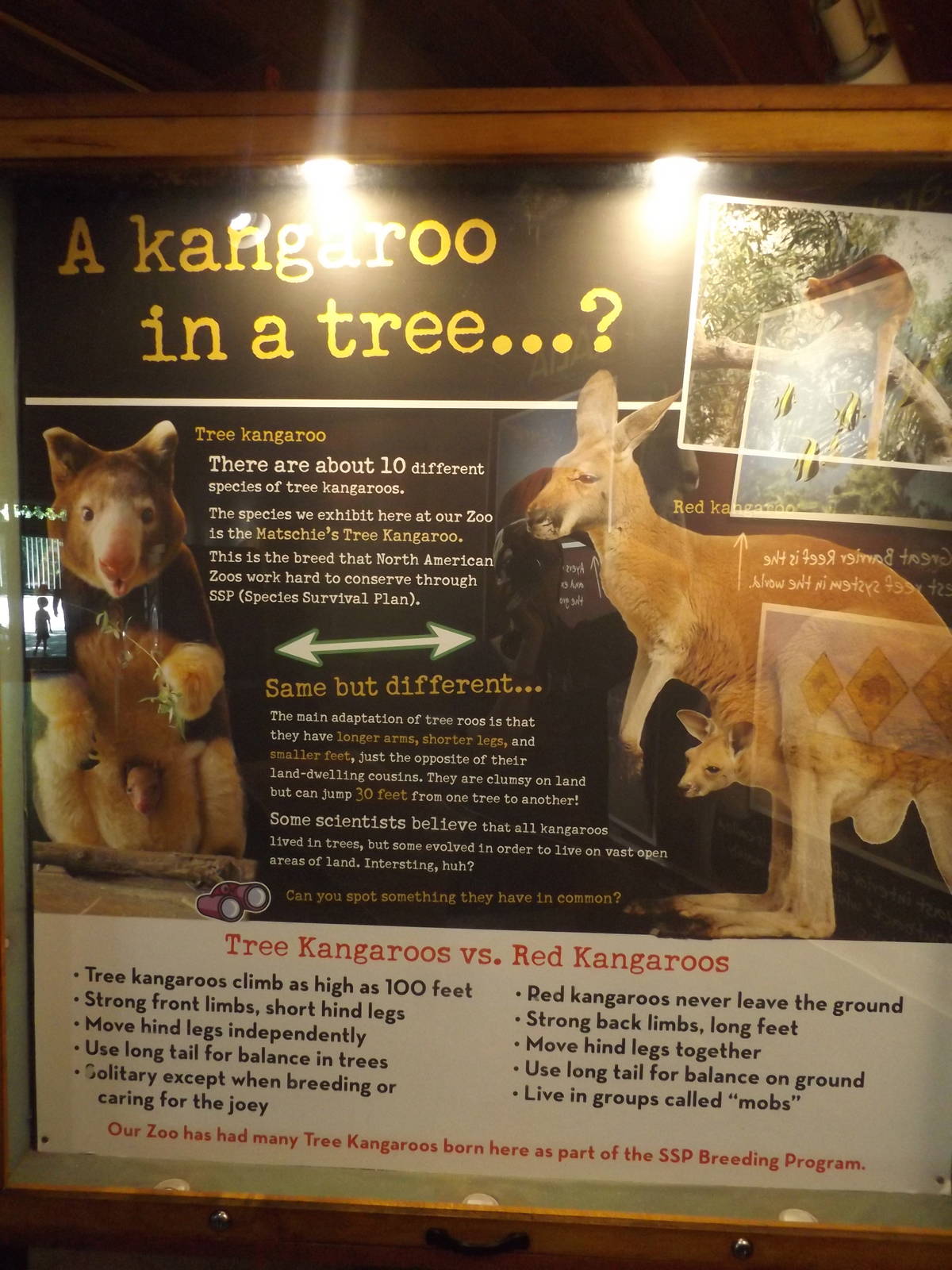Australia Building- Tree Kangaroo Conservation Signs