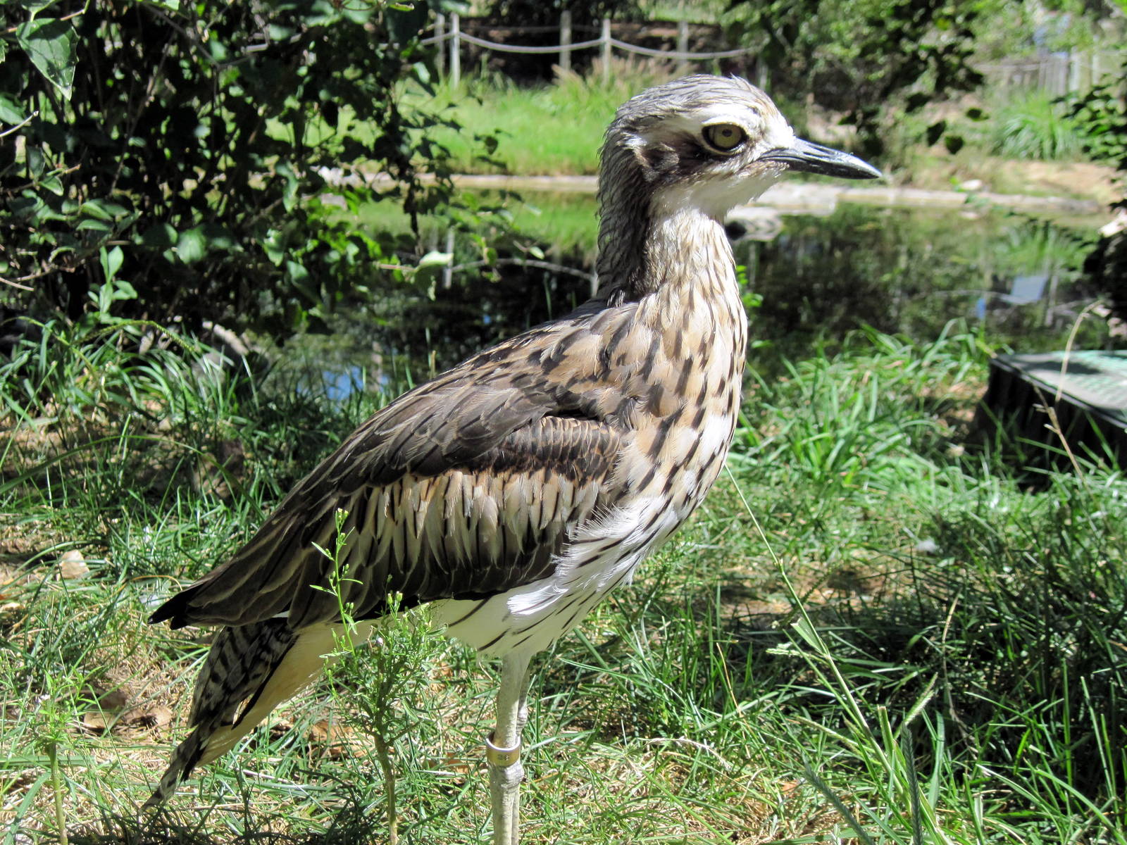 Australia-Bush Thick-knee