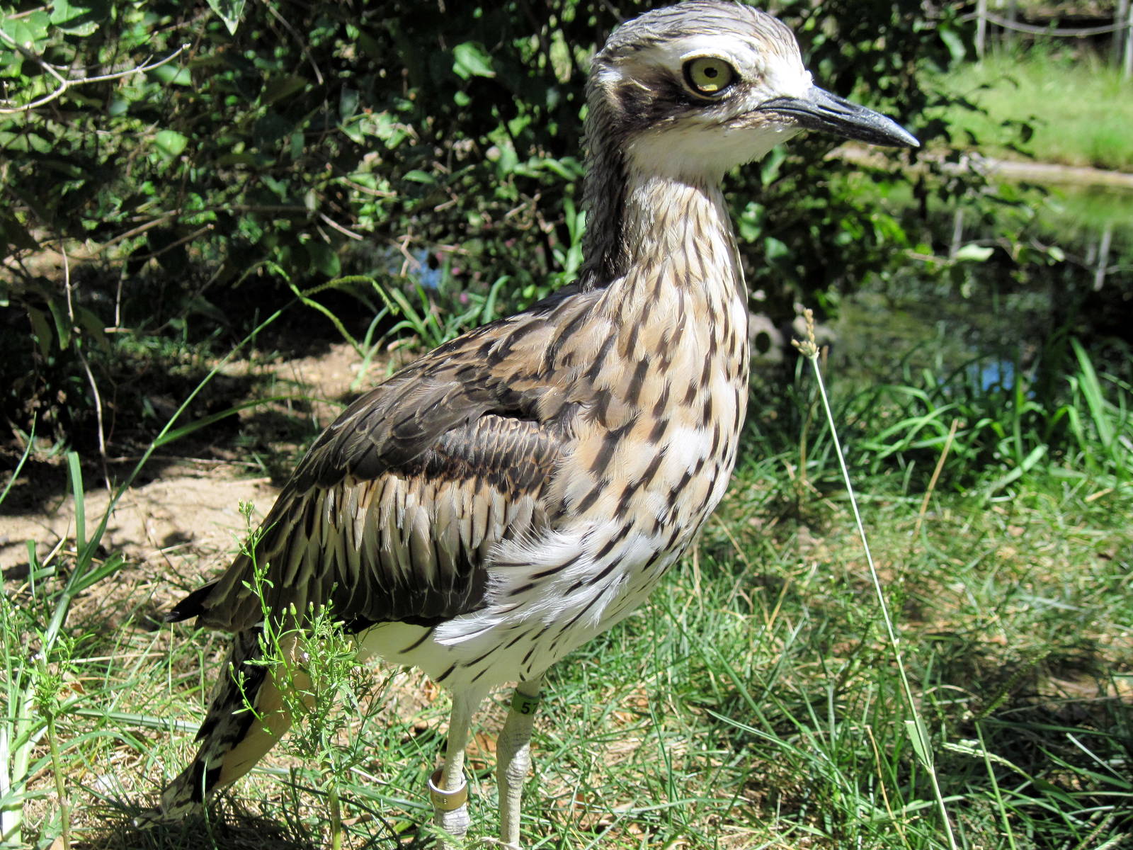 Australia-Bush Thick-knee