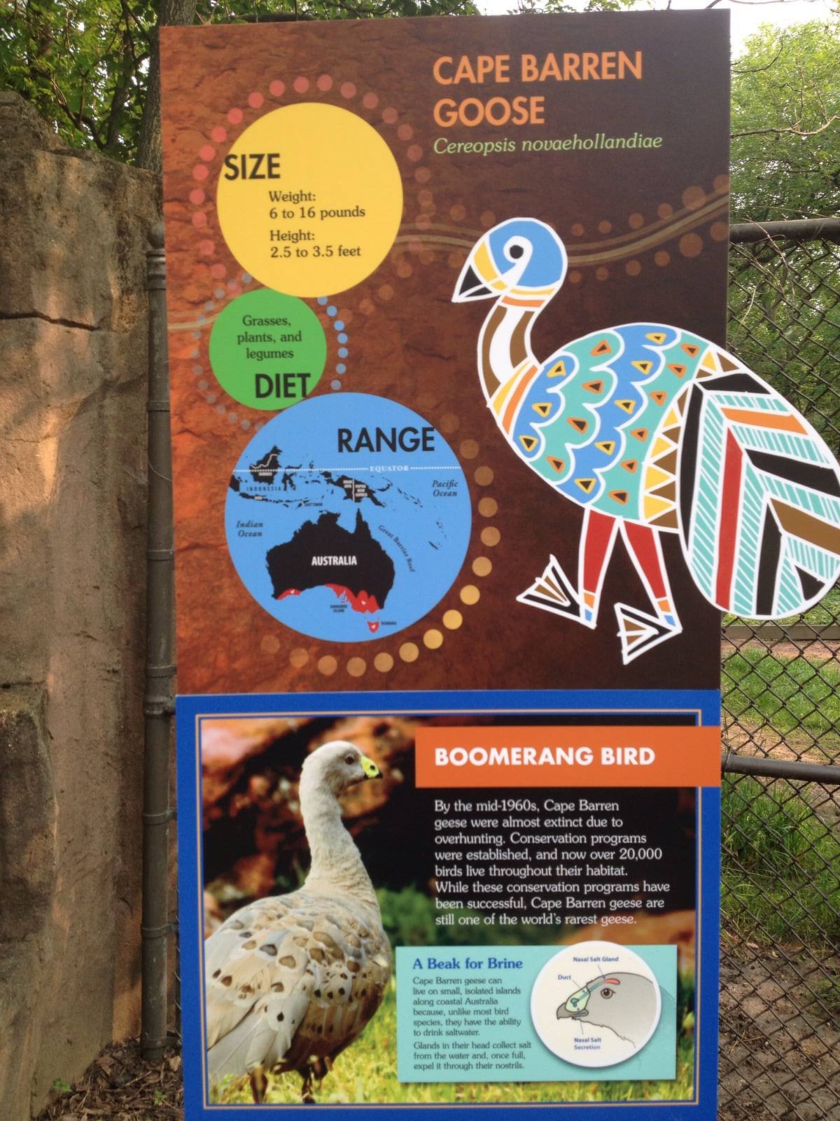 Australia- Cape Barren Goose