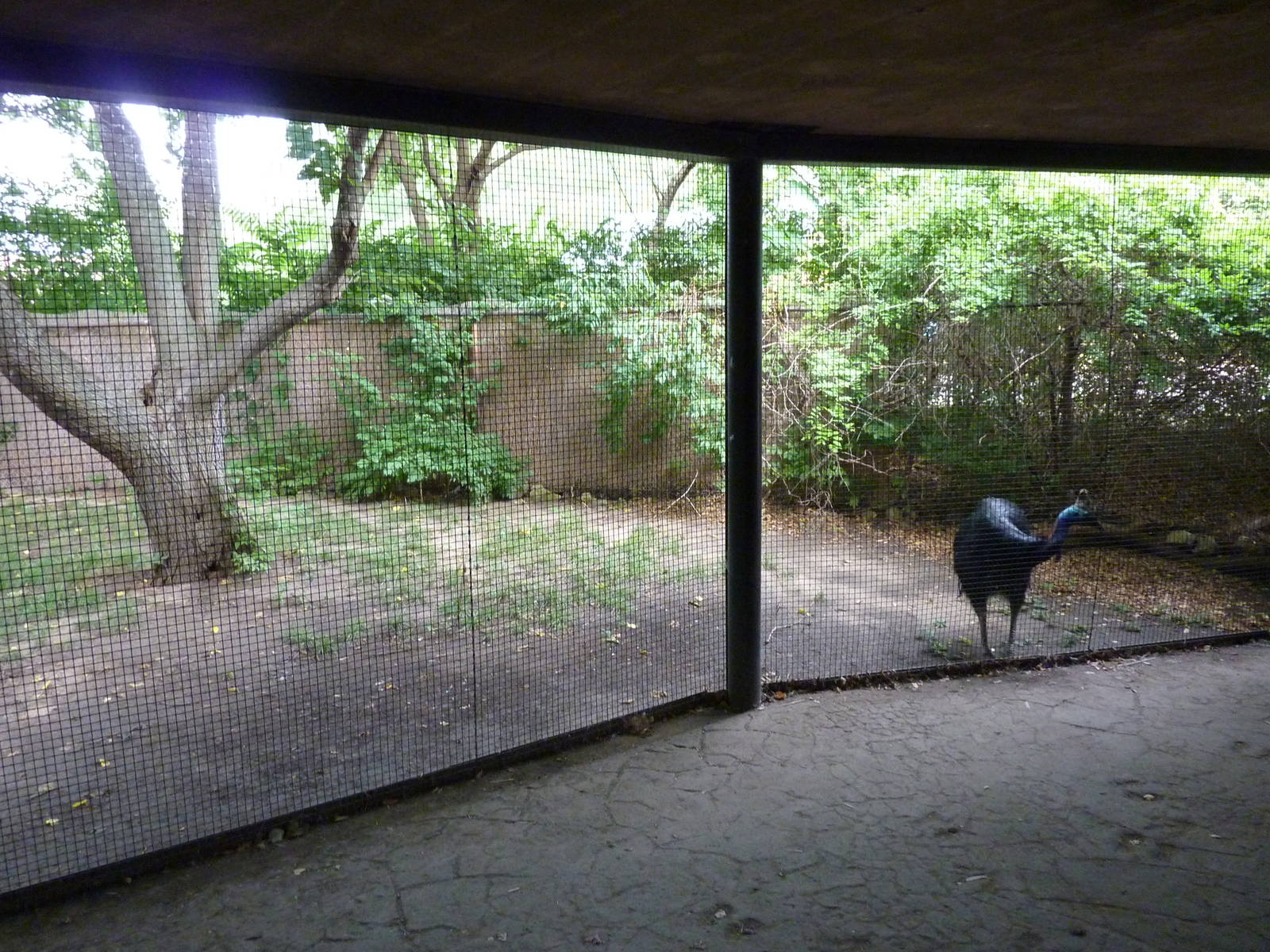 Australia - Cassowary Enclosure