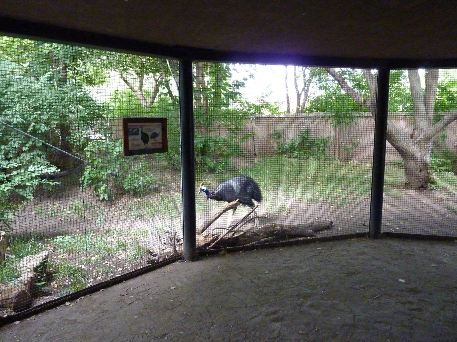 Australia - Cassowary Enclosure