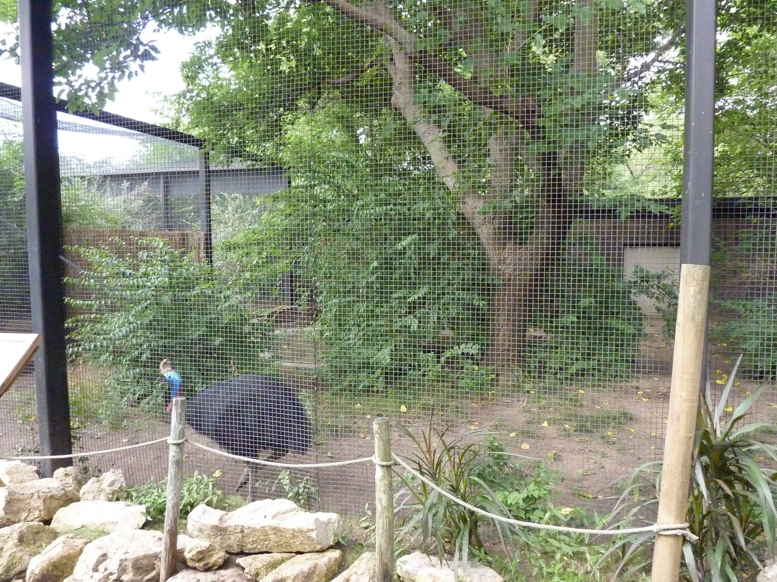 Australia - Cassowary Enclosure