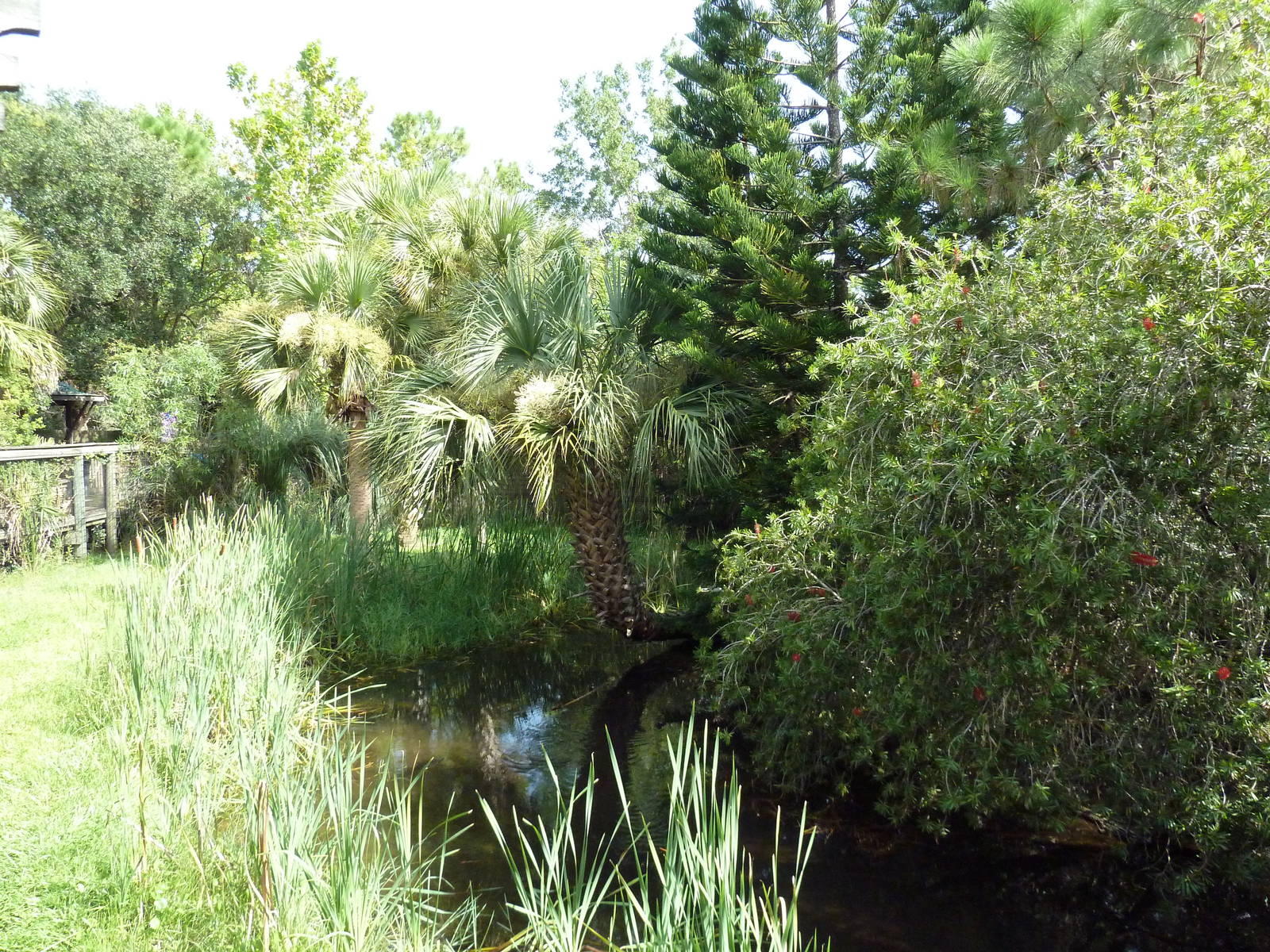 Australia - Cassowary Exhibit